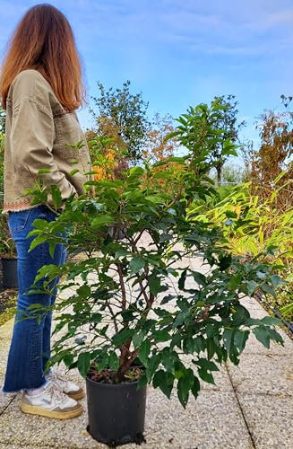 POWERS TO FLOWERS - PRUNUS LUSITANICA, LAURO DEL PORTOGALLO, VASO 20CM, pianta vera