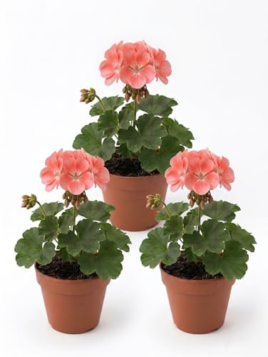 Geranio Rosa Salmón | 3 Plantas Vivas en Macetas | Flores de Primavera Verano de Balcón y Jardín | Planta Ornamental Resistente al Sol | Fácil de Cultivar | Decoración Exterior