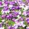 5 pcs zwiebeln krokusse mehrjährig - safranzwiebeln blumenzwiebel krokus zwiebeln, balkonpflanzen gartenkräuter winterharte kübelpflanzen, blumenzwiebeln frühblüher, winterharte pflanzen