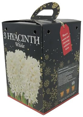 Hyacinth 'White'. Gardening Gift Kit. 3 Bulbs, Pot & Compost. Indoor Flowers