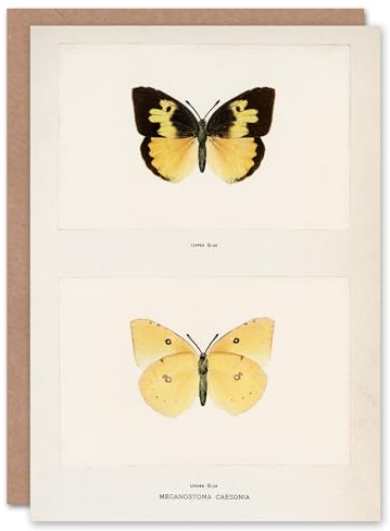 Artery8 Sherman Denton Art Card Southern Dogface Butterfly