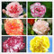 Vista Seltene Nelken Samen mischfarbe Blumen Samen 100 teile/beutel Dianthus caryophyllus bonsai Blumen Samen für Hausgarten Mutter Geschenk