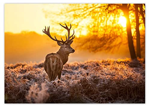 Foto Bild Poster Wandkunst Dekor 59,40 x 42,00 cm Wiese Hirsch bei Sonnenuntergang Nr. H787M_PL1A2