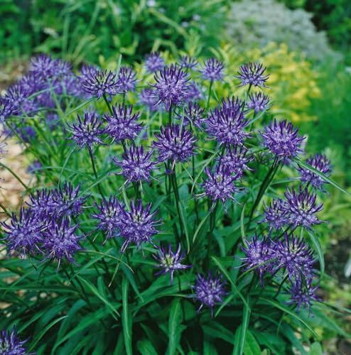 Phyteuma scheuchzeri ca. 9x9 cm Topf - Scheuchzers Teufelskralle, violette Blüten, Blütezeit Juni-August, ideal für Steingärten, pflegeleicht und winterhart