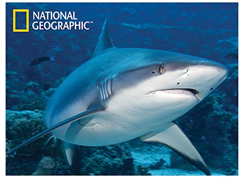 National Geographic ng28543 Great White Shark Super 3D Kinder Wand Poster