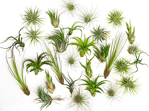 3 plantes aériennes mixtes Tillandsia - Plantes fortes - Plantes d'intérieur Mélange purifiant l'air