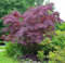 3st. Hochstamm Blut-Ahorn ‘Crimson Sentry’ Stammhöhe 120-140cm Acer platanoides