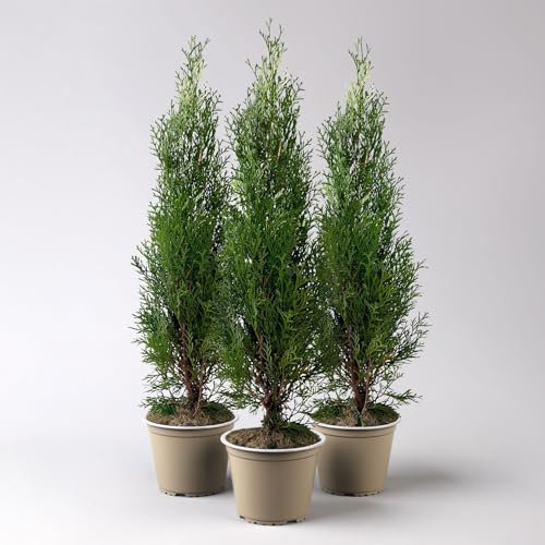 Thuja occidentalis 'Smaragd', Topf-Ø 13 cm, 3 Pflanzen