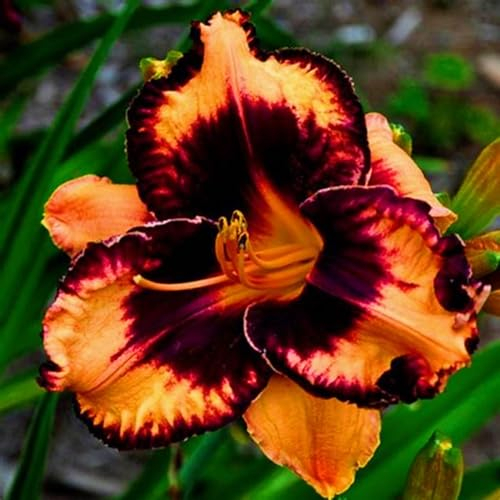 Taglilienzwiebeln-Winterhart MehrjäHrig,Taglilien Pflanzen,Taglilien Zwiebeln Winterhart MehrjäHrig,Hemerocallis Knollen,Winterharte Stauden,Bonsai Pflanze-3zwiebeln-c