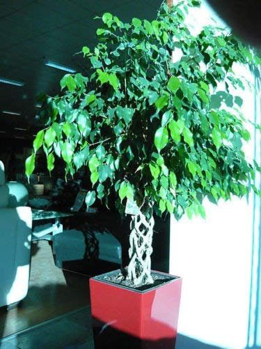 Ficus Benjamina - Birch Fig - 25 Seeds