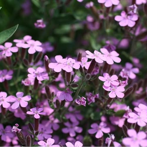 6x Kissen Seifenkraut - Saponaria ocymoides - Topf 9x9cm