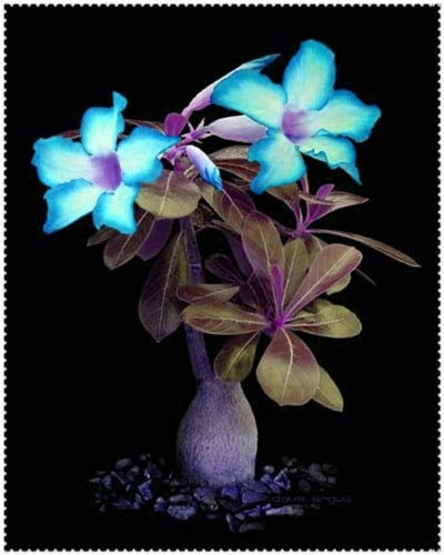 Semi di fiori di rosa del deserto di Adenium Obesum freschi di coppa per piantare blu cielo (confezione da 2)