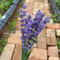 500 pcs Lavendel Samen, heilkräuter samen, balkon beet Lavendel Pflanze Samen wildblumensamen indoor plants exotische pflanzen winterhart blumen deko büropflanzen kräuter samen blumenwiese