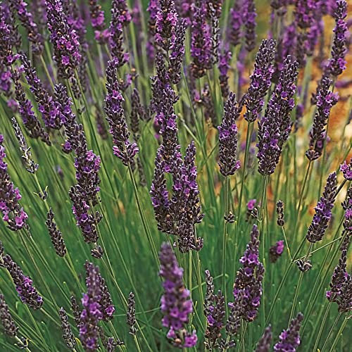 Lavender 'Grosso'. Plug Plant x 4. Violet Flowers. Plants for Pollinators. Culinary herb. Available from Bedwen Plants.