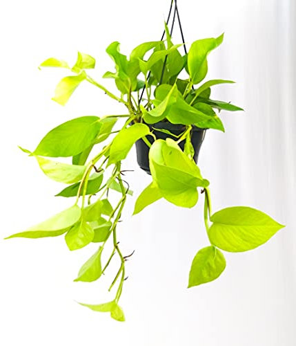 POWERS TO FLOWERS - POTHOS NEON BASKET, piante vere