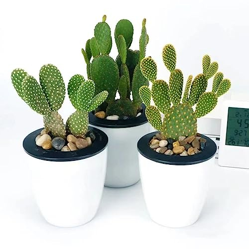 10 Stücke Kakteen Kaktus Samen, Kaktus Pflanze, Nachhaltige Geschenke (Opuntia Dillenii) Bonsai Samen, Cactus Blossoms Samen Zimmerpflanzen Mini Kakteen Pflanzentopf Exotische Pflanzen