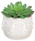 Sleepdown Halo Green Artificial Faux Plant Succulent Faces Pot for Home Office Bathroom Decor Indoor Decoration Aesthetics, Small