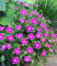 BALDUR Garten Geranium Max Frei,3 Knollen