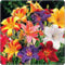 Taglilienzwiebeln,Winterhart,Blumen FüR Alle Jahreszeiten,Winterhart MehrjäHrig Pflanzen,Wilde Taglilien,Taglilien Winterhart,Hemerocallis Knollen-3Rhizome-C