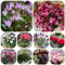 semi di ciclamino, ciclamino fiori selvatici da balcone piante resistenti per il giardino semi di fiori da balcone perenni resistenti piante resistenti in vaso fiore primaverile, semi 300pcs