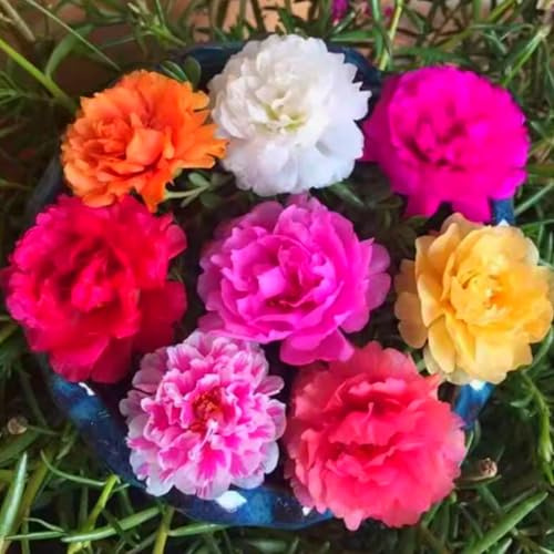 Pfingstrosenknollen - Winterhart & Mehrjährig, Elegante Schöne Blüten, Geeignet für Blumenbeete & Töpfe, Niedrige Pflege-4 Wurzel