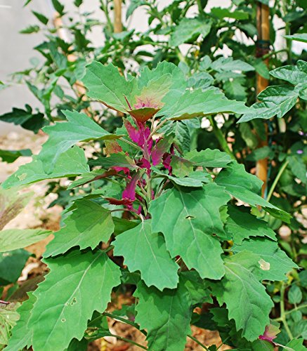 Seedeo® Baumspinat (Chenopodium giganteum) ca. 250 Samen BIO