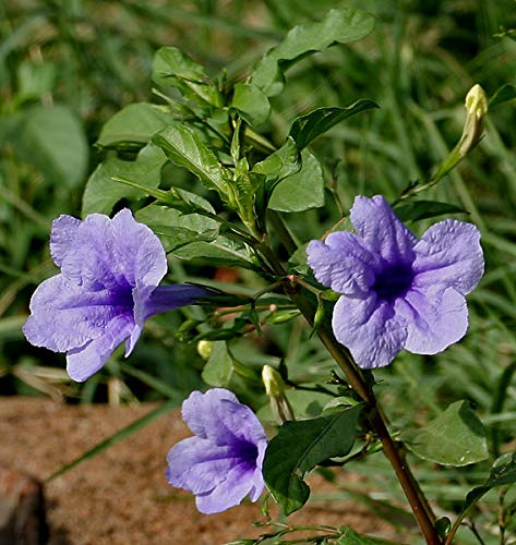 Petunien Strauch -Ruellia tuberosa- 20 Samen