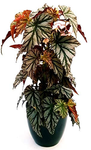 POWERS TO FLOWERS - BEGONIA REX BLAD OVERING HIGHWAY, pianta vera