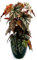 POWERS TO FLOWERS - BEGONIA REX BLAD OVERING HIGHWAY, pianta vera