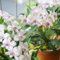 550 pcs dendrobium nobile orchideen samen - geschenke garten blumenstauden winterhart alte sorten saatgut pflanzen winterhart gartenblumen winterharte pflanzen bodendecker winterhart