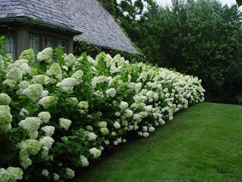 20 pezzi semi di ortensia Paniculata 'vanilla Fraise' fragola ortensie seme semi bonsai fiore pianta in vaso per la casa giardino Bianco