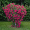 Kletterrose Super Excelsa in Pink bis Rot - Kletter-Rose winterhart - Pflanze für Rankhilfe im 5 Liter Container von Garten Schlüter - Pflanzen in Top Qualität