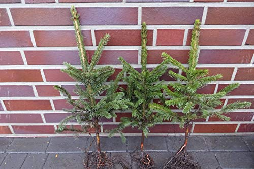 25st. Blaufichten picea pungens glauca 25-50cm Blaufichte Wurzelware Fichte Weihnachtsbaum