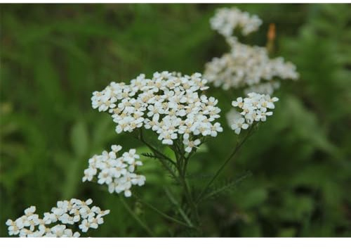 Achillea millefolium - Gemeine Schafgarbe - 9cm Topf