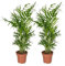 Mexikanische Bergpalme - Chamaedorea Elegans - Zimmerpflanze - Ø12cm - 40cm - 2 Stück