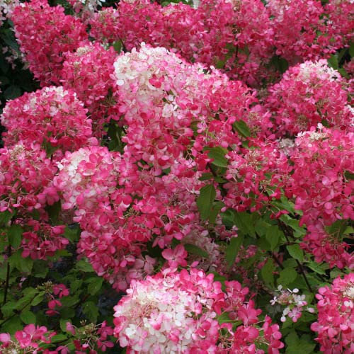 YouGarden - 1 x Hydrangea paniculata Diamant Rouge in a 7/9cm Pot