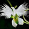 Vista 200 Stücke Japanischen Reiher Blumen Samen Weiß Reiher Orchidee Samen Radiata Seltene Weiße Orchidee Durch Orchidee Se