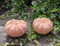 B-Ware ! Kürbisse 2er Set aus Terracotta Terrakotta, 2 x klein 7 cm hoch Deko Halloween Garten Obst Figur Landhaus Herbst Erntedankfest