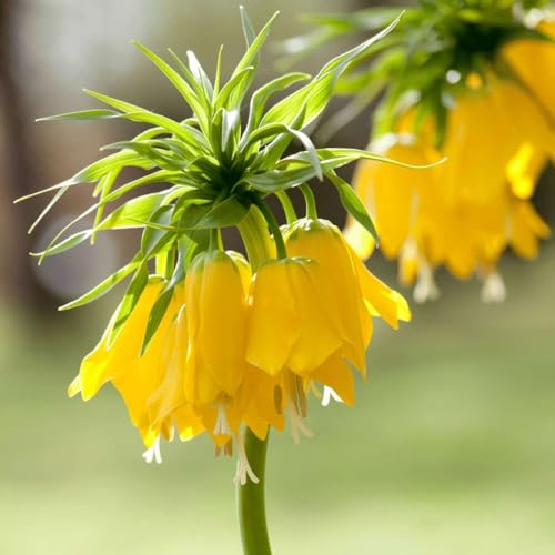 Plant in a Box - Fritillaria Lutea - Blumenzwiebeln x3 – Gelbe Kiebitzblume – Gelb – Winterhart