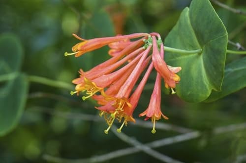 Geißblatt Lonicera brownii Dropmore Scarlet 40-60 cm winterhart