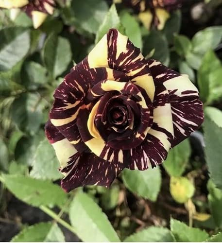 Abracadabra Floribunda Garden Rose, Large Striped Velvet-red/Yellow in a 3 Litre Pot