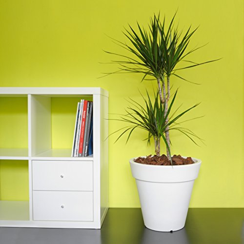 Koll Living Design Topf Pegasus 40 cm - Weiss - ideal für Ihren Garten, Terrasse oder Balkon