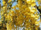 golden chain tree, BLÜHENDER BAUM Goldregen anagyroides GELB 30 Samen! GroCo