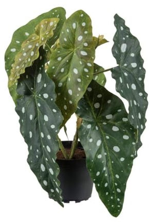 Artificielles.com - Begonia Maculata artificial in pot, H 30 cm