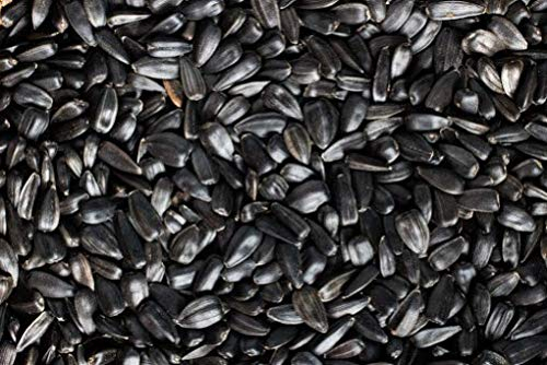 Eurital Schwarze Sonnenblumenkerne 5 kg für Wildvögel, Eichhörnchen, Nagern, Hühnern und Tauben