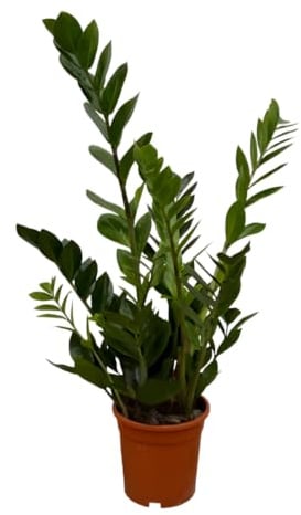 Glücksfeder | Zamioculcas zamiifolia | ca. 40-50 cm | ø 12-15 cm Topf | Pflegeleichte Zimmerpflanzen für Wohnung und Büro | Qualität vom Pflanzen Profi | Ideale Raumbegrünung