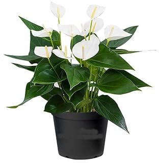Flor de Interior Anthurium White Planta Flores Blancas