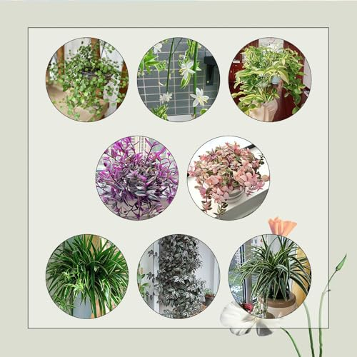 450 Pcs Grünlilie Kaufen Samen - Chlorophytum Comosum - Balkonpflanzen Bio Saatgut, Hydrokultur Pflanzen Grünlilien Grünlilie Zimmerpflanze Echt Samen, Winterharte Pflanzen Bio Samen