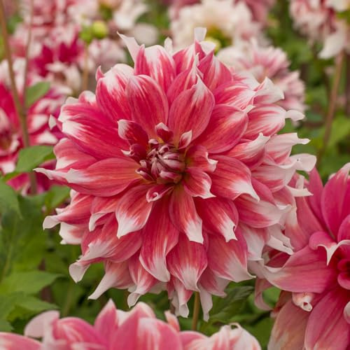 Dahlie Frost Nip | 1 Stück | Knolle | Orange | Weiß | 100% Blütegarantie | QFB Gardening