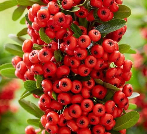 New Fresh 100pcs Red Pyracantha coccinea Fruit Seeds
